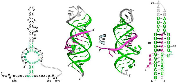 Figure 1: The ENE confers stability...